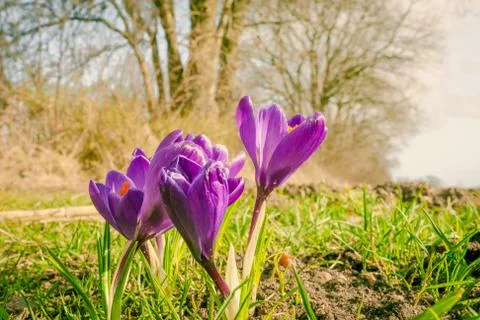 Crocus flower in a park Stock Photos
