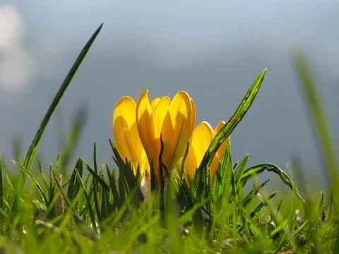 Crocus flower Stock Photos