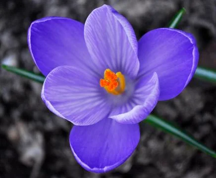 Crocus flower Stock Photos