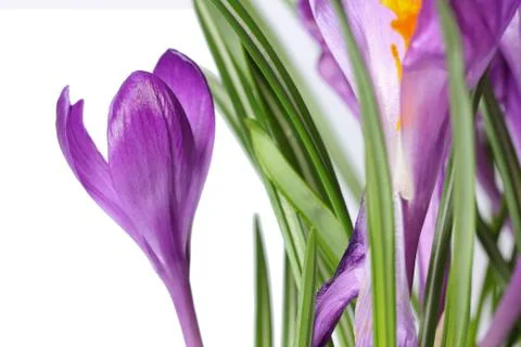 Crocus flower Stock Photos