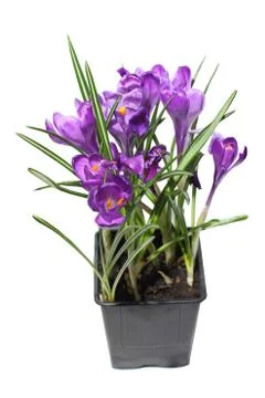 Crocus flower Stock-Fotos