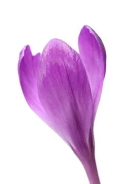 Crocus flower Stock Photos