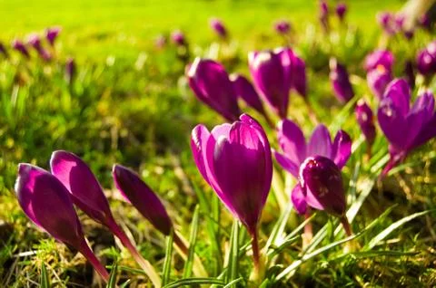 Crocus flower Foto stock