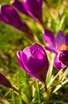 Crocus flower Stock Photos