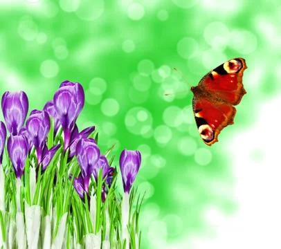 Crocus flower Stock Photos