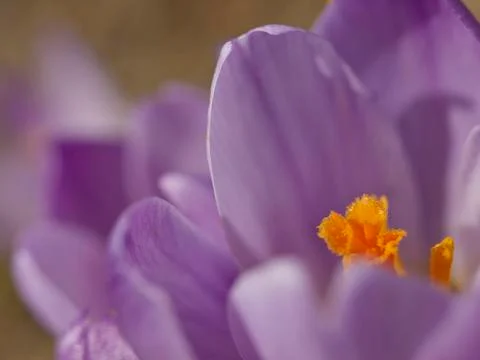Crocus flower Stock Photos