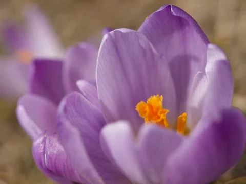 Crocus flower Stock Photos