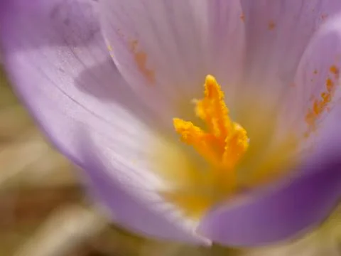 Crocus flower Stock Photos