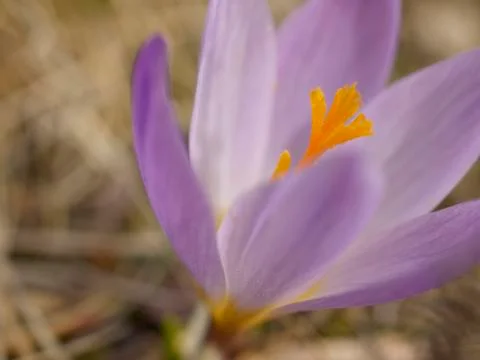 Crocus flower Stock Photos