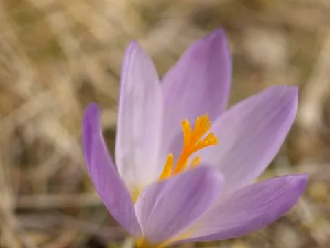 Crocus flower Stock Photos