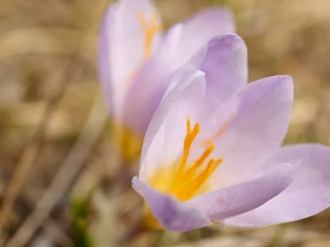Crocus flower Stock Photos