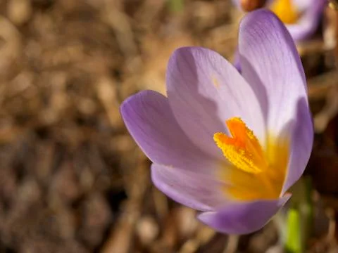 Crocus flower Stock Photos