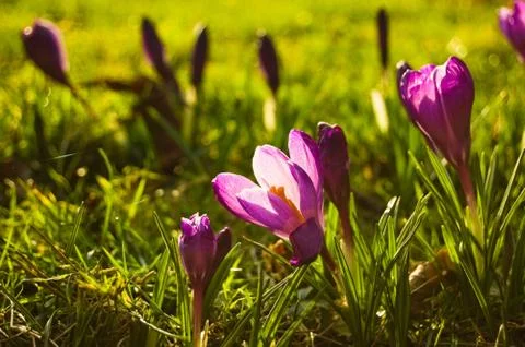 Crocus Flower Foto stock