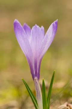 Crocus flower Stock Photos