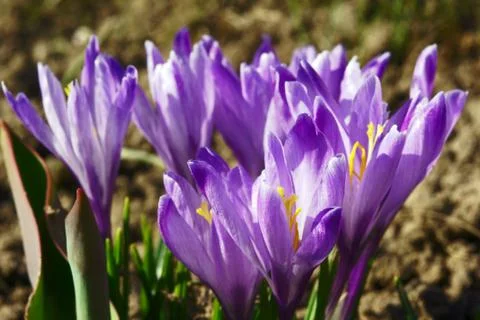 Crocus flower Stock Photos