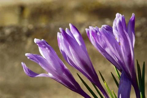 Crocus flower Stock Photos