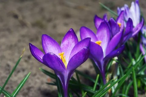 Crocus flower Stock Photos