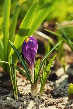 Crocus flower Stock-Fotos