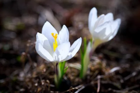 Crocus flower Foto stock
