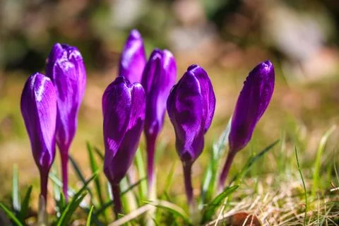 Crocus flower Stock Photos