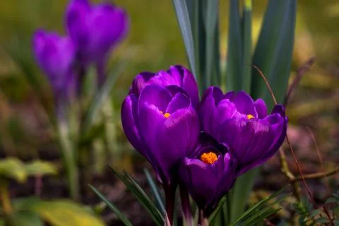 Crocus flower Foto stock