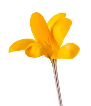 Crocus flower Stock Photos