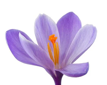 Crocus flower Stock Photos