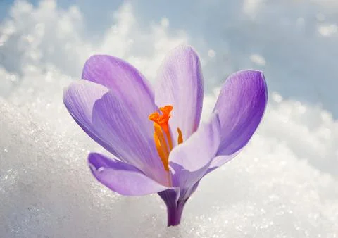 Crocus flower Stock Photos