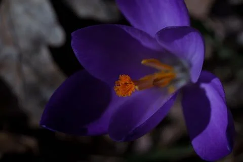Crocus flower 库存照片