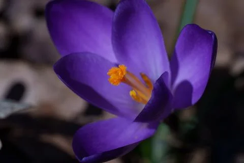 Crocus flower Stock-Fotos