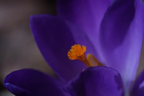 Crocus flower Stockfoto's