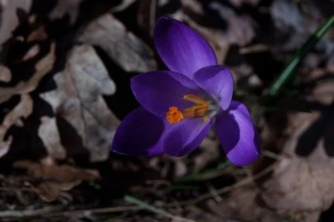 Crocus flower Fotos de archivo