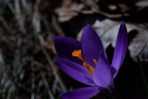 Crocus flower 스톡 사진