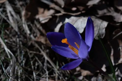 Crocus flower Stock Photos