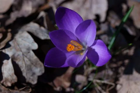 Crocus flower 스톡 사진