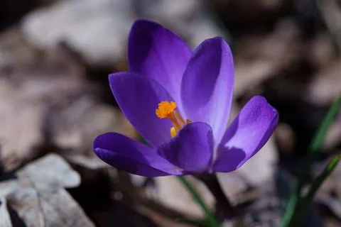 Crocus flower 写真素材