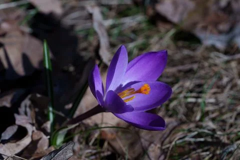 Crocus flower Fotos de archivo