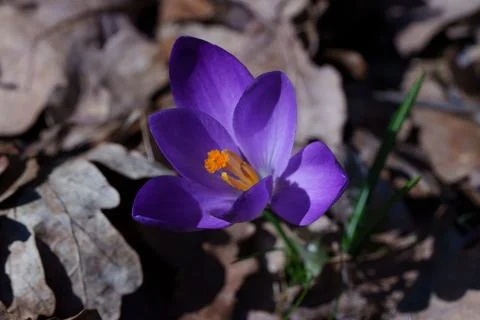 Crocus flower Stock Photos