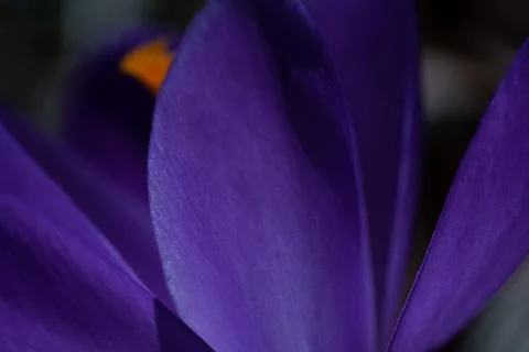 Crocus flower Fotos de archivo