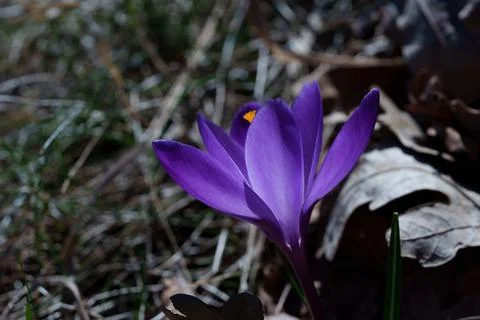 Crocus flower Fotos de archivo