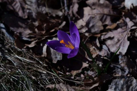 Crocus flower Stock-Fotos