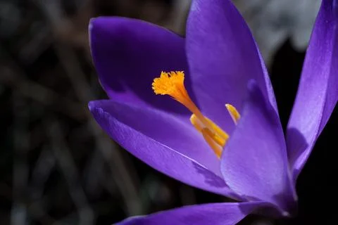Crocus flower Stockfoto's