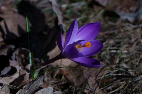 Crocus flower Fotos de archivo
