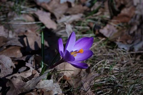 Crocus flower Fotos Stock