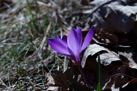 Crocus flower Fotos Stock