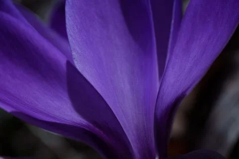 Crocus flower Fotos de archivo