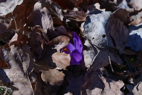 Crocus flower Stock-Fotos