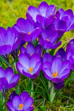 Crocus Flower Purple on Grass Stock Photos
