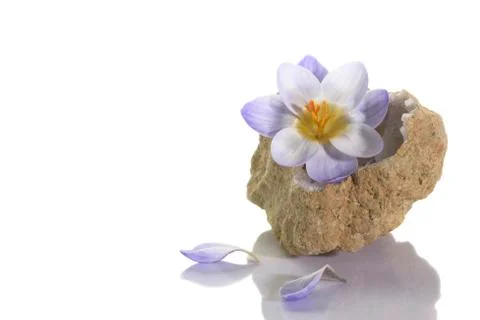 Crocus flower in quartz geode Stock Photos