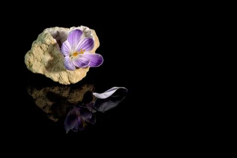 Crocus flower in quartz geode Stock Photos